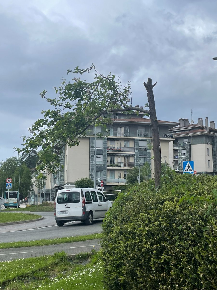 ¿Qué ha pasado con este #árbol?¿Lo están podando por partes para que al final no lo echemos de menos cuando lo talen definitivamente?¿Una broma de nuestros “expertos” jardineros municipales?¿Otra estrategia de @AstiarrakoUdala para eliminar árboles maduros y plantar “arbolillos”?