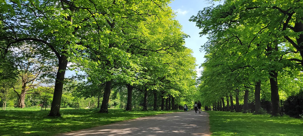 A walk in the Park 🚶‍♂️🌳 Why wouldn't you practise #ShinrinYoku or #TreeBathing as we know it..😉 Beautiful #SpringSunshine this afternoon..🌞🦋🐿🐦 @CaldiesSaved @Calderstones in all is glory... Lush and verdant 💚🌳