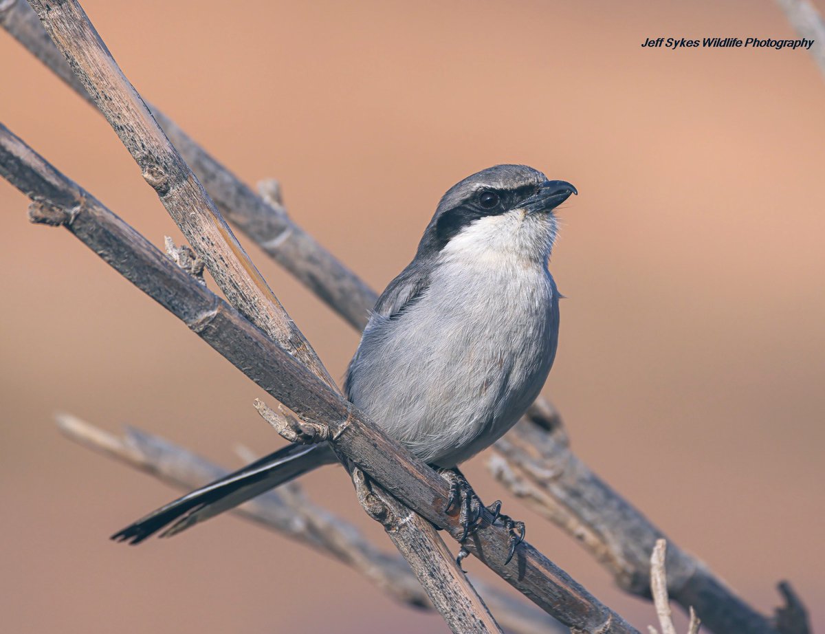 Tonight’s thread Strike a pose, I’ll start with this Iberian Grey Shrike