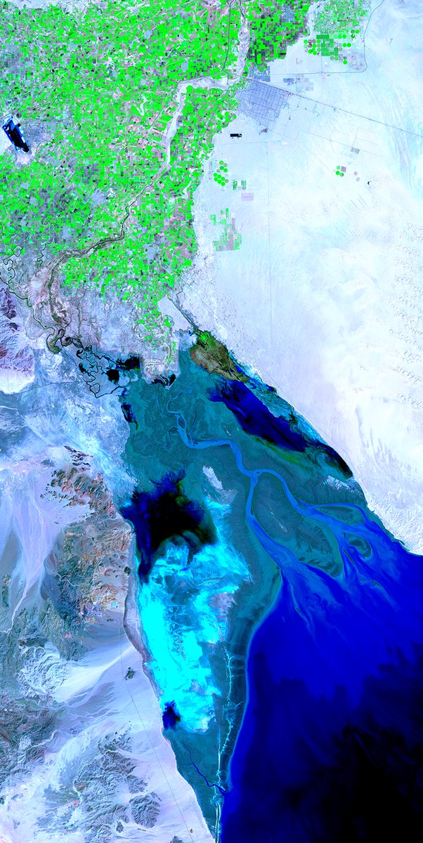 The mighty Colorado—sculptor of the Grand Canyon—no longer meets the sea at the river’s Mexican terminus: the long, narrow Gulf of California where a vast delta (likened to the Nile’s) once existed.

The river is fully consumed before getting there.

A #Landsat look:
