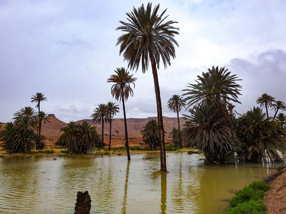 Finally a rainy year in southern Tunisia after four years of severe drought conditions. 📸 Walid Ben Salah