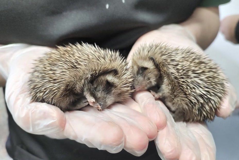 It's the time of year hedgehogs are having babies. If you have prickly little visitors in your garden then pop down some water (especially with hot weather around the corner) & a little bowl of meaty cat food or biscuits out in the evening to help. #HedgehogAwarenessWeek