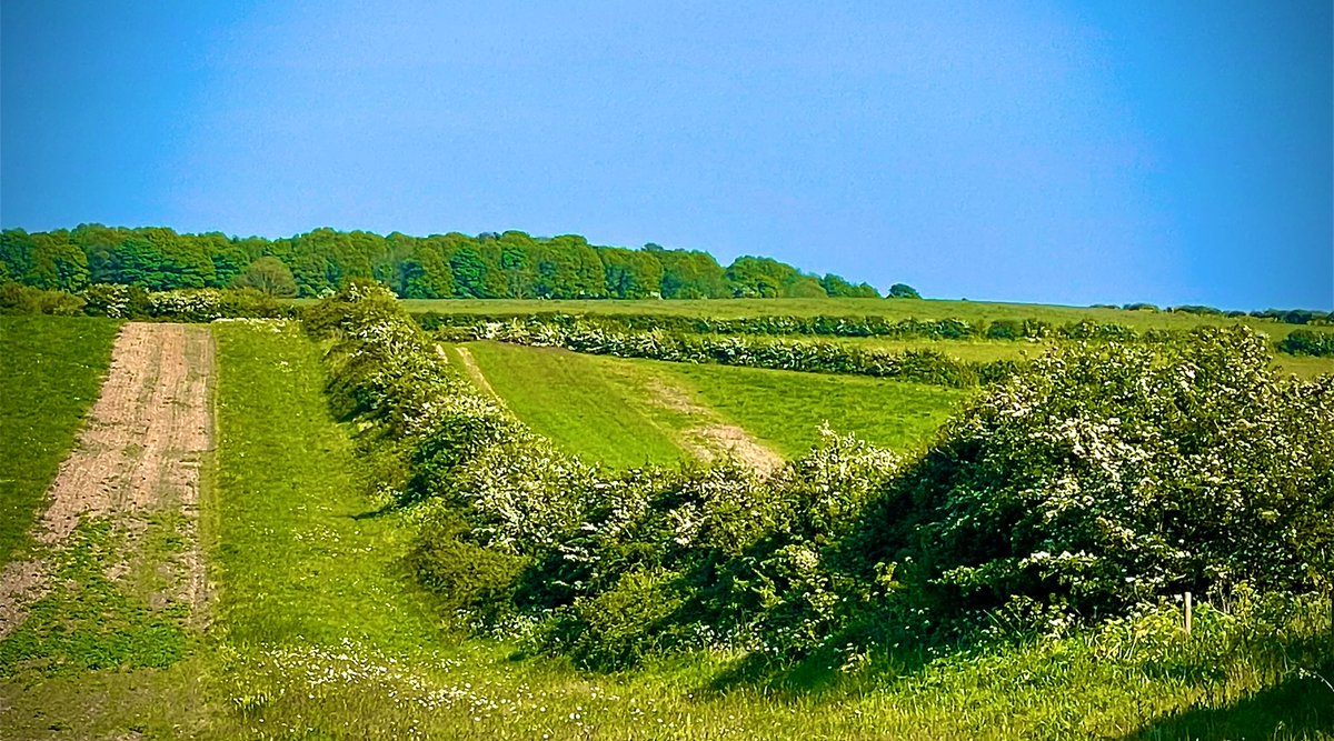 As I understand it’s #NationalHedgerowWeek This hedge delivers multiple benefits It only really works with what is adjacent to it, species rich flower margins and cultivated areas for our plants It’s all about diversity in landscape Btw there’s also food production😉