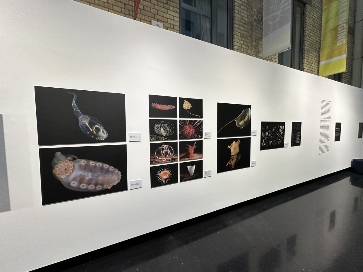You can see some of the spectacular imagery from the recent @NHM_London @NHM_Science @NOCnews #smartexccz expeditions to the Pacific abyss in this small but perfectly formed exhibition in @LSEnews #LSEArts Atrium Gallery, London from now until 22 June. Free entry. #NHMDeepSea