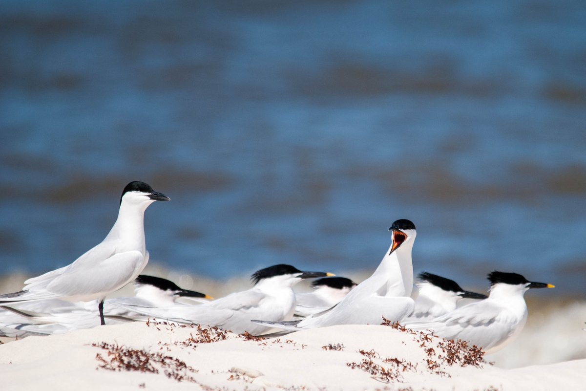 Op Texel staat dit hele weekend in het teken van vogels kijken met het Waddenvogelfestival. Dat begint vrijdag al. Excursies, vogelaarsmarkt en de welbekende Big Day. Alles om geld in te zamelen voor de kustbroeders die het zo zwaar hebben. Meer info: waddenvogelfestival.nl/nieuws/program…