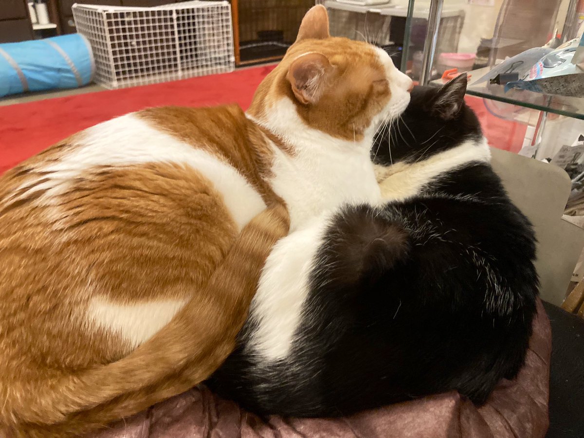 Mewkies_'s tweet photo. 最初は全力拒否っても最終的に受け入れて仲良く寝るレオン・カイト兄弟😊 https://t.co/hvxDfyVtck