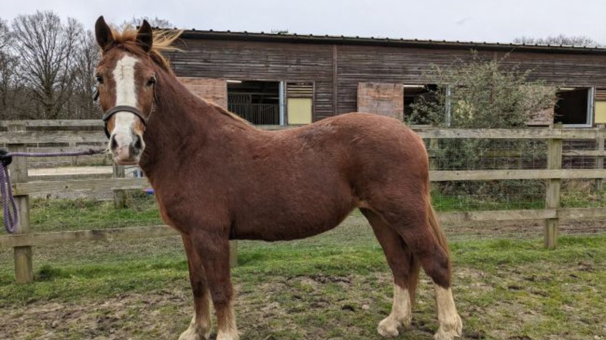 Lovely Lady is a sweet-natured mare who can be a little worried at times. Due to her past, she is not suited to being ridden and is looking for a home as a companion pony 🐴 Do you have a mixed herd that she could join? Adopt Lady from @Millbrook_RSPCA: bit.ly/3UpVtYV
