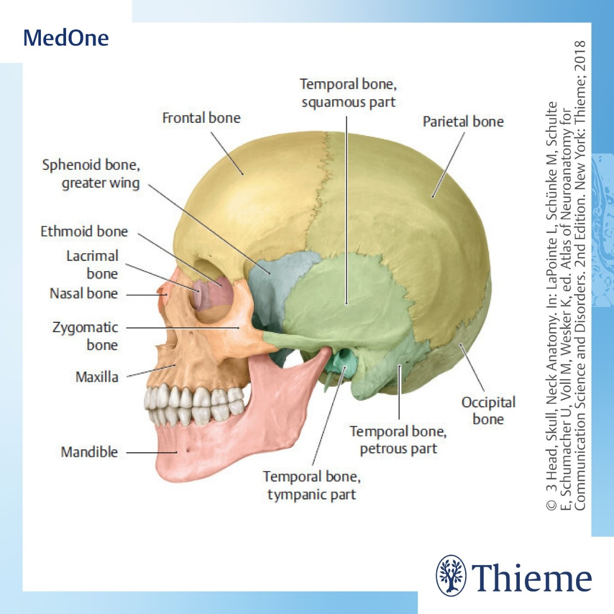 Limited free content on MedOne ComSci! 👇Learn more about #Head, #Skull & Neck #Anatomy. ➡️ brnw.ch/21wJCMN 💀The skull provides a degree of protection for the brain, particularly against injurious trauma.