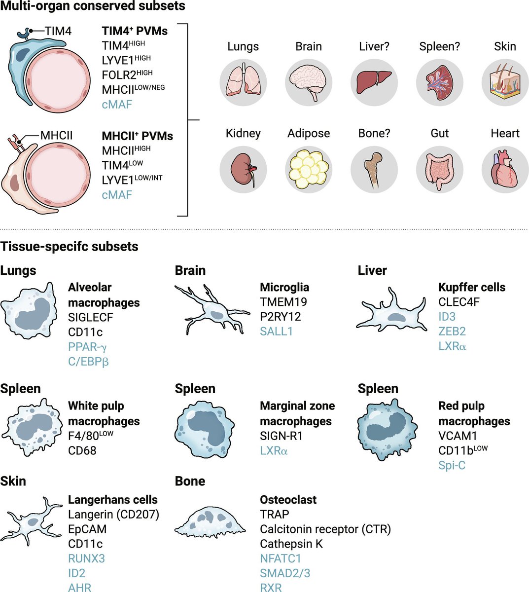 From the brain to the bowels, a division of labor between resident tissue #macrophages keeps organs healthy.

Learn more in a new @SciImmunology Review: scim.ag/6TL