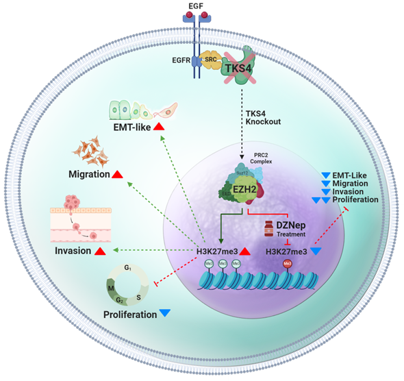 #RecentlyPublished Read now ➡️ 'Morphological Changes Induced by TKS4 Deficiency Can Be Reversed by EZH2 Inhibition in Colorectal Carcinoma Cells' by Agnes Tantos, et al. The article 👉 brnw.ch/21wJCN5