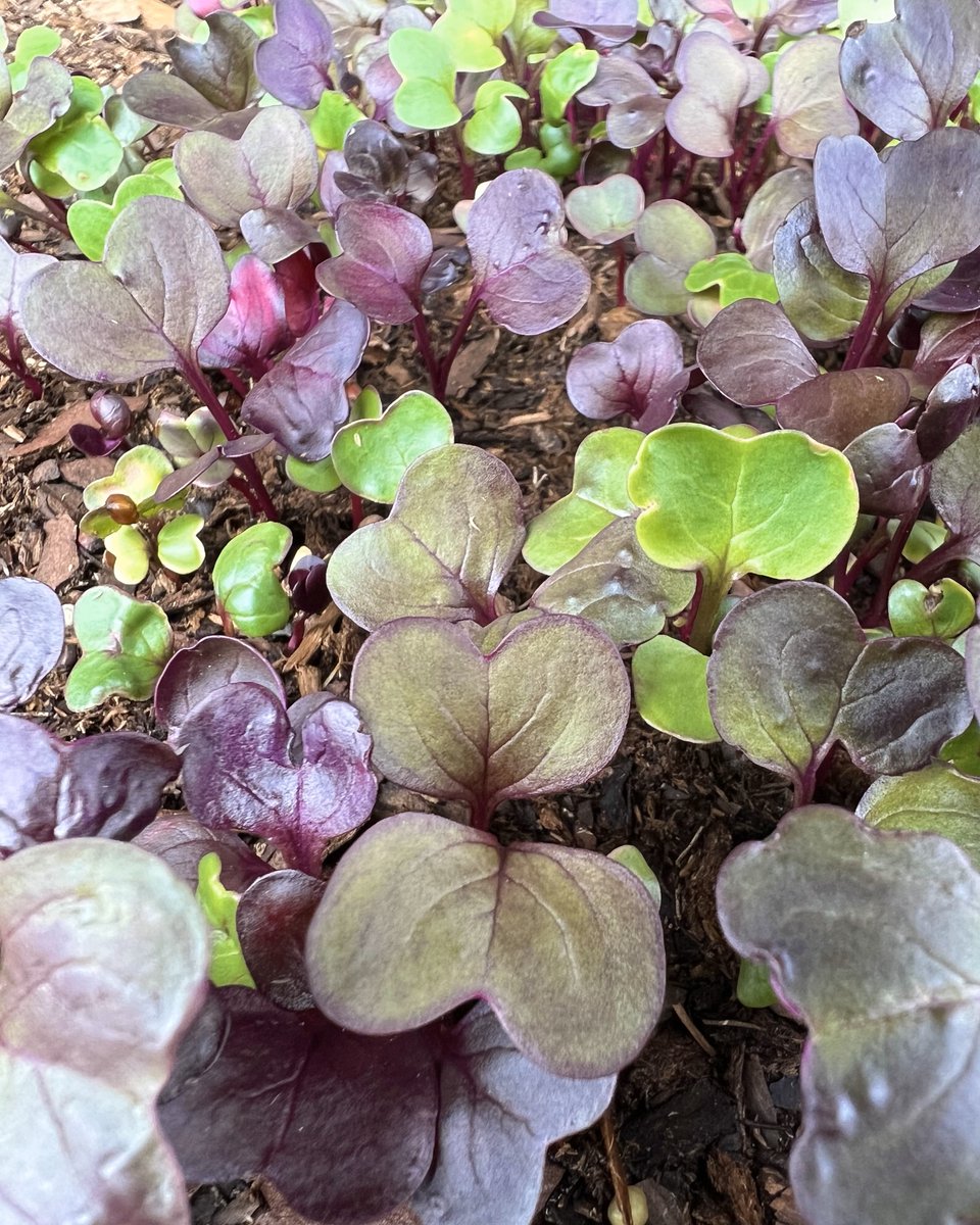 It's #FoodscapeFriday at the Farm at the Arb! Today we are spotlighting radish microgreens.

🌱 Microgreens are harvested when they are about 2 inches tall.
🌱 Radish microgreens are a great choice to add color and flavor to many dishes, especially those that include grains.