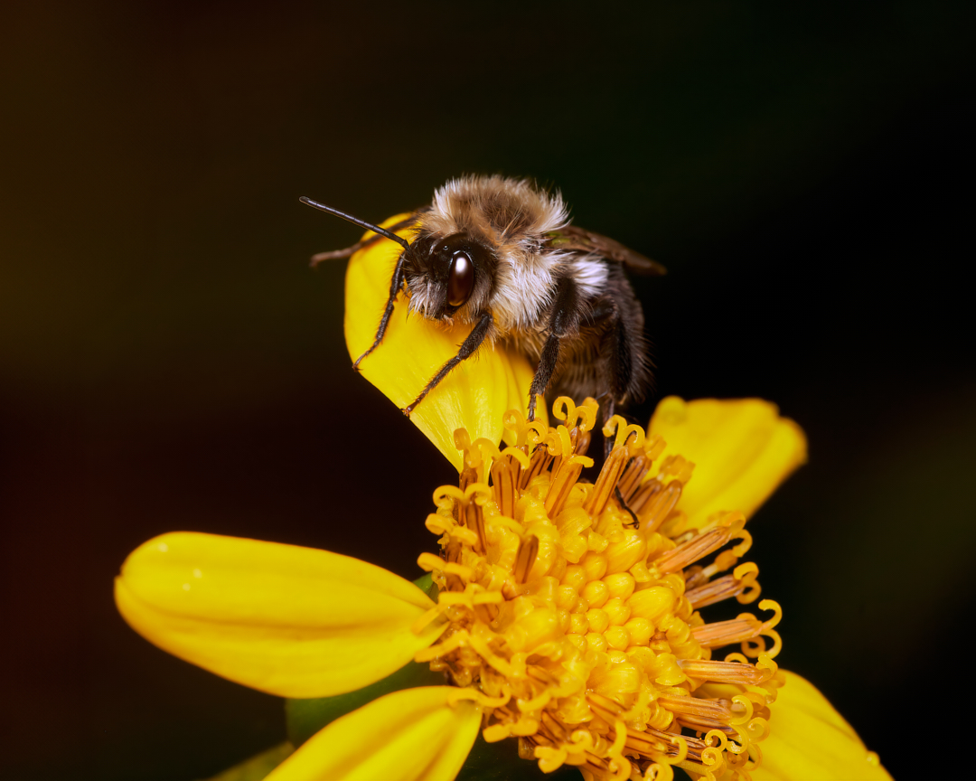 Waterlogged... 
#commoneasternbumblebee #bumblebee #bees #wildlifephotography #macrophotography #insectphotography #photography #appicoftheweek #canonfavpic #captureone