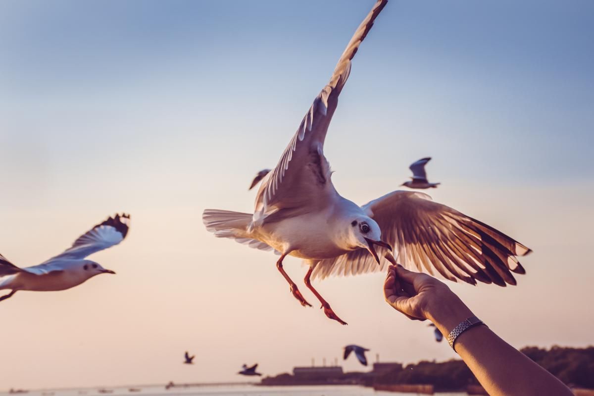 A very strange article. In short - don't go around punching seagulls 🤦 

READ: buff.ly/4a4jGKc 
#PestsInThePress #PestControl #Gulls