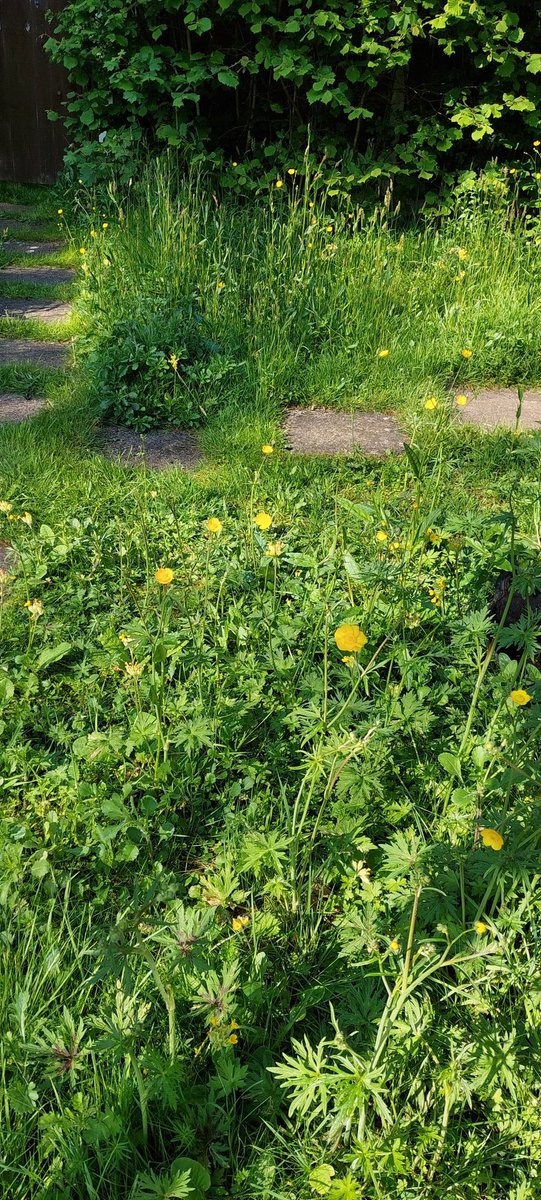 Our #NoMowMay wildflower lawn, full of grasses, Buttercup, Cowslip, Primrose, & Plantain, so far with more to come; #nomow until late autumn 
🐞 🦋 🪱 🐜 🪲 🦔 🐝