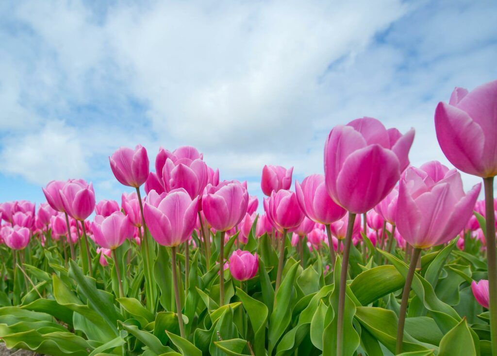 #LoveLocalWelland Event Listing: Welland’s annual tulip giveaway buff.ly/3UxuPgP Grab your gardening gloves and trowel and get ready for Welland’s annual tulip giveaway. Go to myWelland.com Community Calendar for full details!