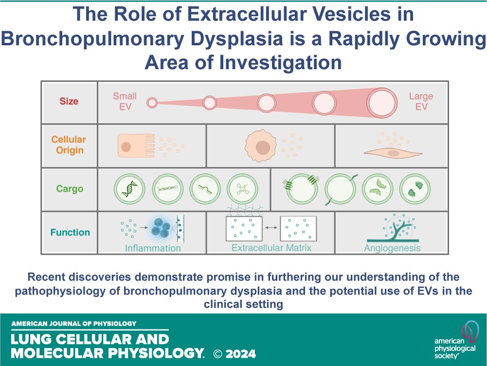 AJP-Lung Cellular and Molecular Physiology (@ajplung) on Twitter photo Short on time? โTry a #MiniReview! New research from <a href="/labpua/">Pua Lab</a>:
This review by <a href="/megsransom/">Meaghan Ransom</a> & <a href="/sucre_jen/">Jen Srygley Sucre</a> explores #ExtracellularVesicle (EV) biology in neonatal lung development
ow.ly/urUY50RyJGO Short on time? โTry a #MiniReview! New research from <a href="/labpua/">Pua Lab</a>:
This review by <a href="/megsransom/">Meaghan Ransom</a> & <a href="/sucre_jen/">Jen Srygley Sucre</a> explores #ExtracellularVesicle (EV) biology in neonatal lung development
ow.ly/urUY50RyJGO