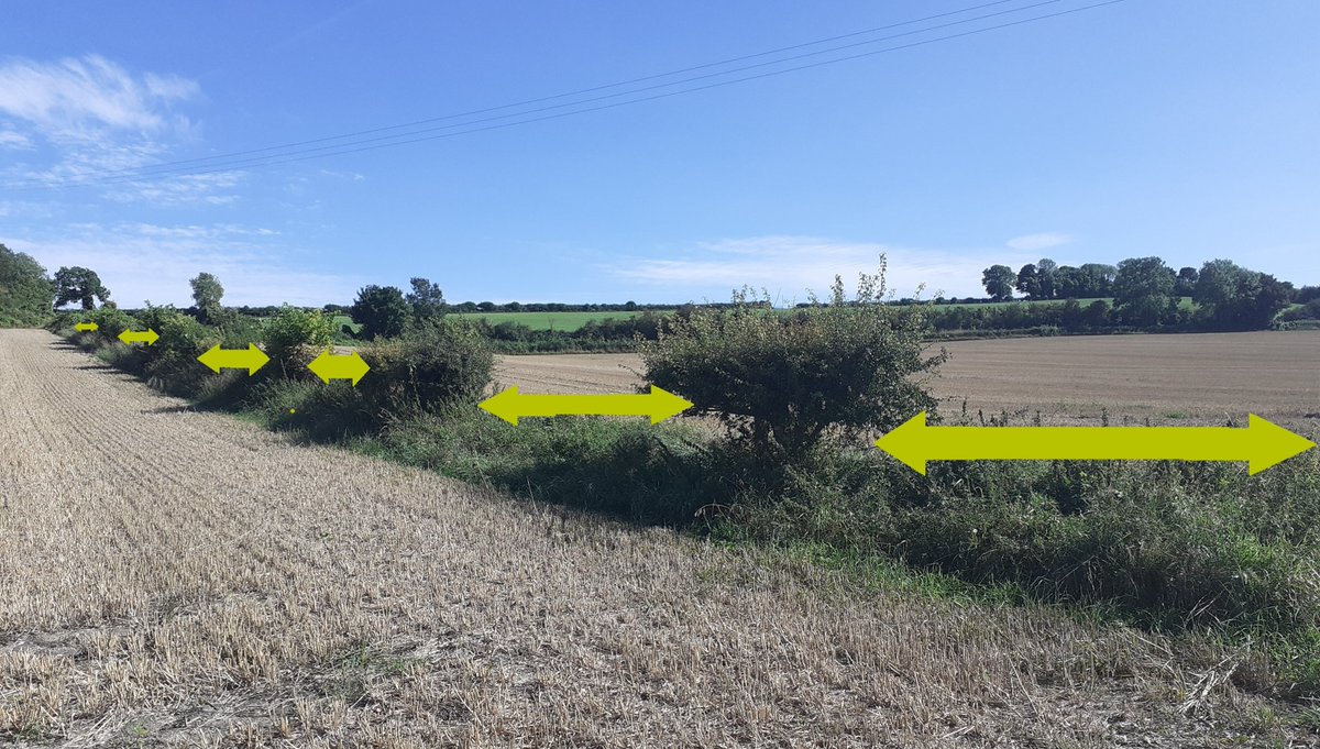 Connectivity within a hedge is very important. 🌳🌳🌳 Hedges often get gaps when they are managed in the same way for too long, such as being trimmed to the same height each year, rather than manged on their lifecycle #NationalHedgerowWeek