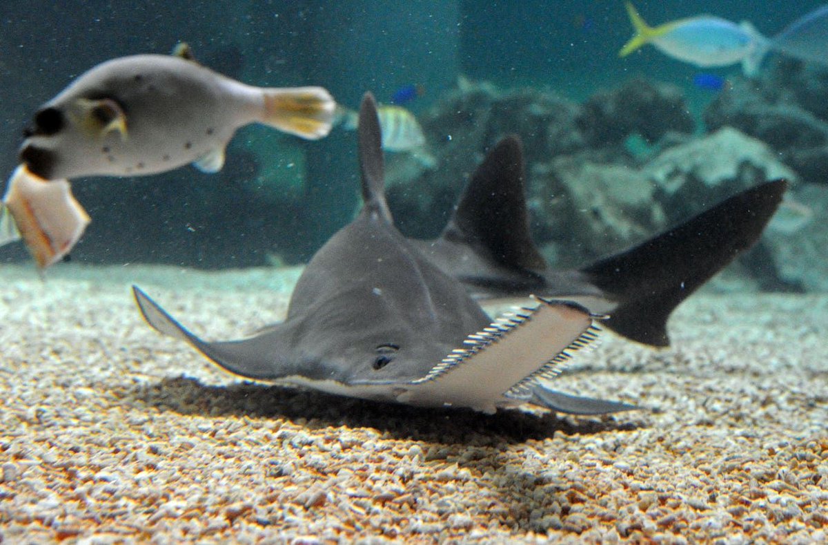 Heartbreaking Sawfish Loss In The Battle Against Florida’s Mysterious Die-Off buff.ly/3JOecIN The first sawfish to be rescued from thedistressing die-off in the Florida Keys has tragically passed away.