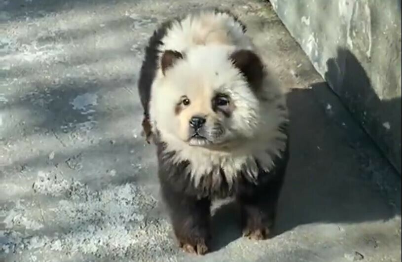 Un zoo chinois assume avoir teint des chiens pour imiter des pandas «Les humains se teignent également les cheveux », assume la direction Pour observer les «chiens pandas», une somme de 20 yuans (soit environ 2,5 euros) était requise ➡️ l.leparisien.fr/sMl5