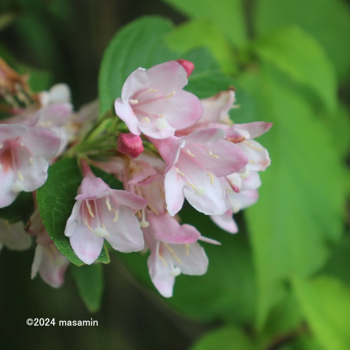 #ハコネウツギ （箱根空木）
Weigela coraeensis / Japanese weigela

スイカズラ科タニウツギ属の落葉低木
日本原産ですが、箱根には自生していないとか
咲きはじめは白ですが次第に赤くなります
別名　ベニウツギ / ゲンペイウツギ

#山田池公園 にて on Apr 29, 2024