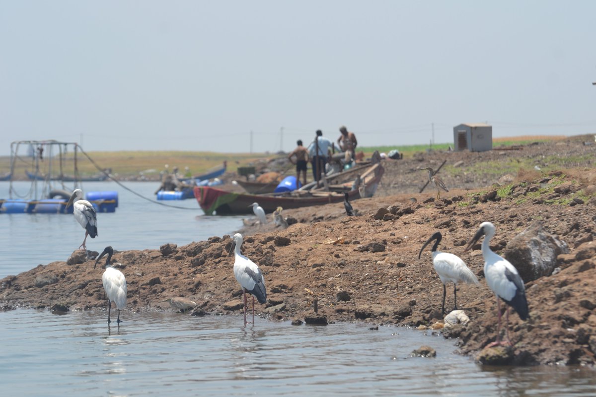 Peaceful co-existence?- In Ujjani Dam on the River Bhima.