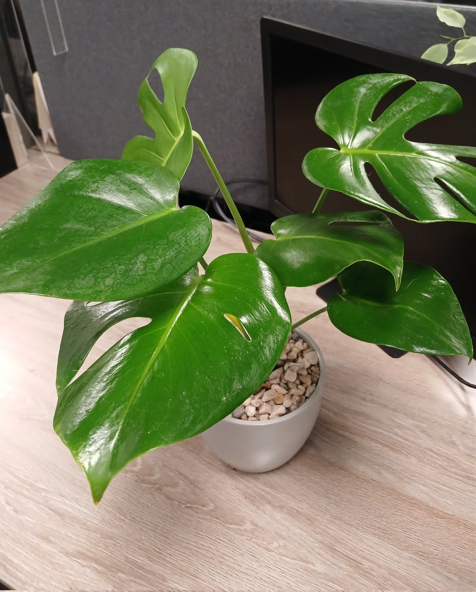 Ideal Mother's Day gift from @kasilove_za Monstera - R250 including pot They're low-maintenance plants that are great for any beginning plant owner. Monsteras are also very flexible when it comes to light requirements. 📱 078 4744747