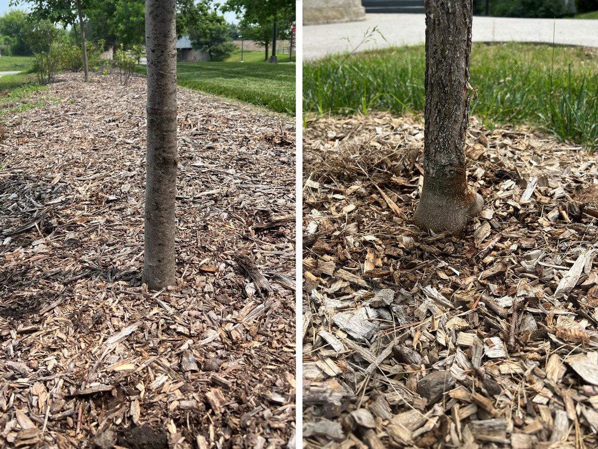 Is your newly planted tree not looking its best? Check the base of the tree to see if it's planted too deeply (left). The trunk flare should be visible at the base of the trunk (right). Learn more from @ISUExtension's @ISU_YardGarden: yardandgarden.extension.iastate.edu/how-to/decline…