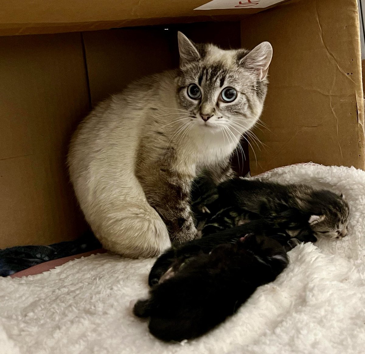 Good morning ☀️! 
From their amazing foster (You can see videos etc on her IG: itsybitsyhq 
“Momma and babies are doing well. Momma is still quite scared so I try not to stress her out with too many visits. I am just hoping she hangs in there for a few more weeks. She will be so