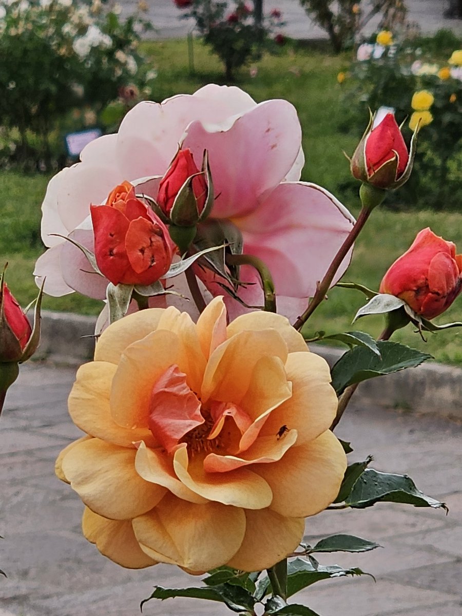 AntoStel's tweet image. #buonaserata😊

#Roma
#Roseto
#roses