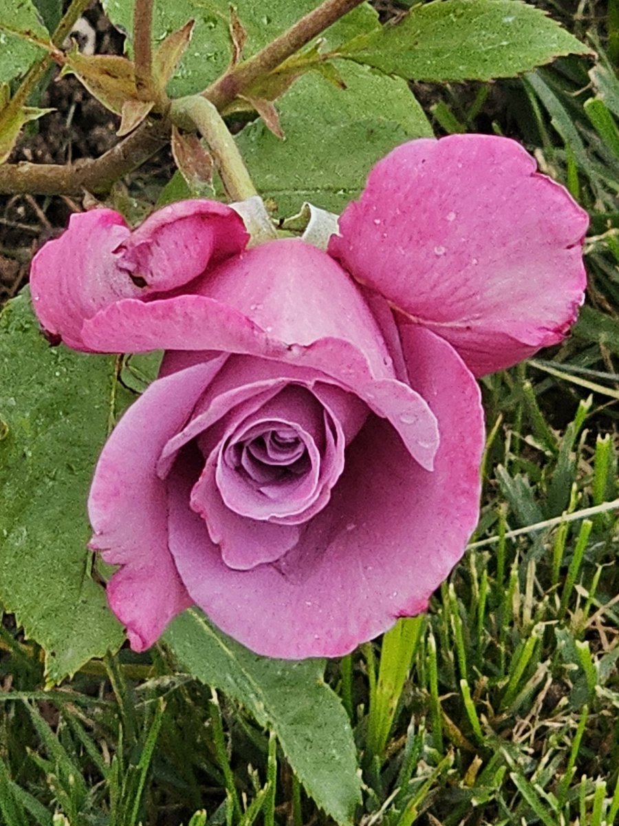 AntoStel's tweet image. #buonaserata😊

#Roma
#Roseto
#roses