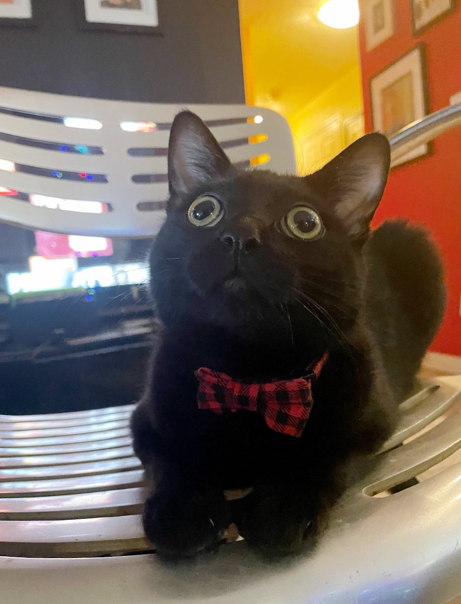 Was at the pet store this am picking up kitten food as one does. Scored a sharp looking bowtie for Lucius. Still trying to decide if generic black/red tartan is more Scottish…or more grunge 🤔