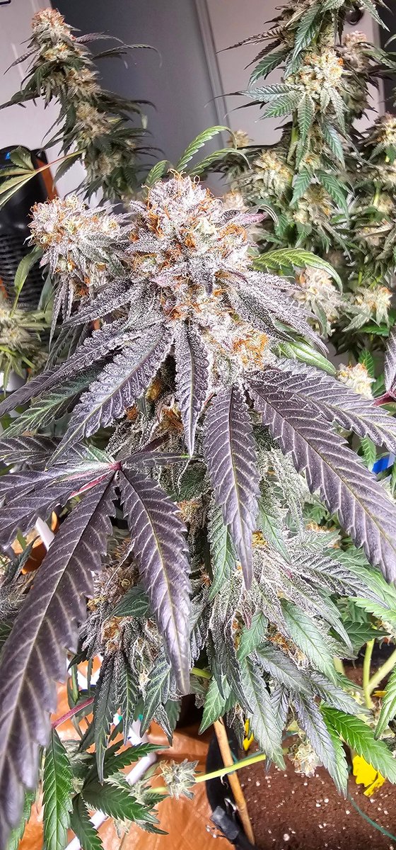 HermitHomestead's tweet photo. Love this pheno of #PurpleSunset Just a frosty beast with loud ass terps. Looking better than last round, starting to purple up. Prob be done in couple weeks. She is fast flowering
Genetics from @EthosGenetics
#growyourown #onlyloudhere #ethosgenetics #cannabis #cannabisculture #garden #greenthumb