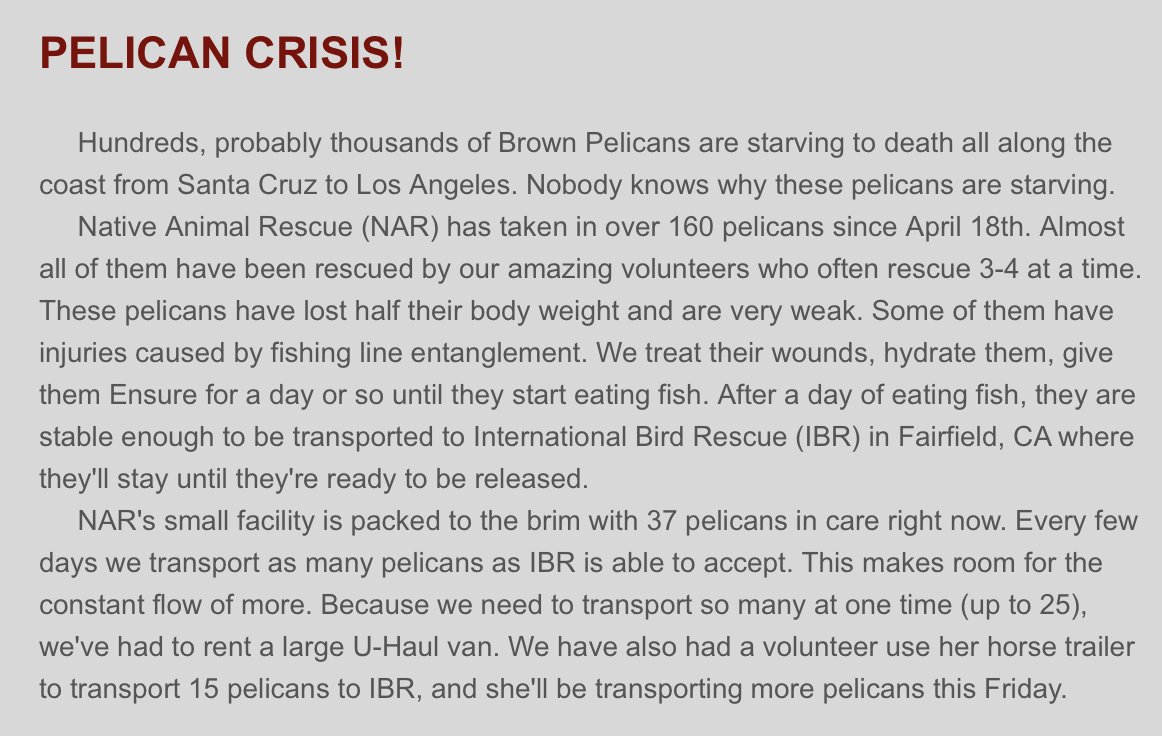 Brown Pelicans are starving to death along the coast, #SantaCruz - #LosAngeles ❗️Volunteer, local NAR has been saving as many as they can. (1st time they’ve *ever* put out a call w “crisis' at the top.) Please share or donate if you can 💚🐦#thursdayvibes nativeanimalrescue.org/what-we-do/