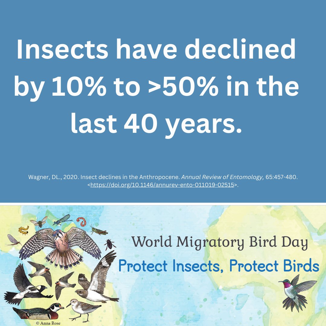 Insect declines vary geographically & by species group. The decline is likely a result of habitat degradation, deforestation, agricultural intensification, land-use change, insecticide use, climate change, invasive species and light pollution. #WorldMigratoryBirdDay