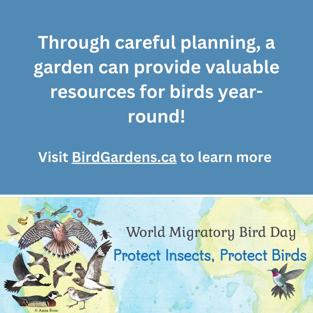 Build a beautiful garden, create habitat for declining insects, and help birds all in one go! Learn how to plan your garden, which plants are best for your region, and how this helps our feathered friends at BirdGardens.ca #WorldMigratoryBirdDay