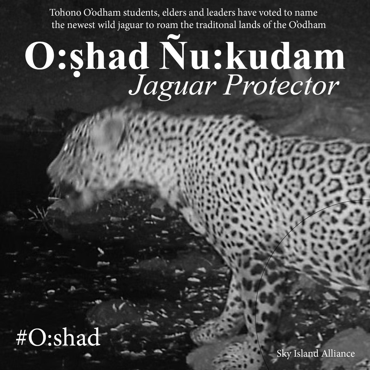 Breaking: Nearly a thousand Tohono O'odham students, elders and leaders have voted to name the newest wild jaguar to roam the traditional lands of the Tribe, choosing O:ṣhad Ñu:kudam, Jaguar Protector. “As O’odham we view jaguars as protectors of our people and the...