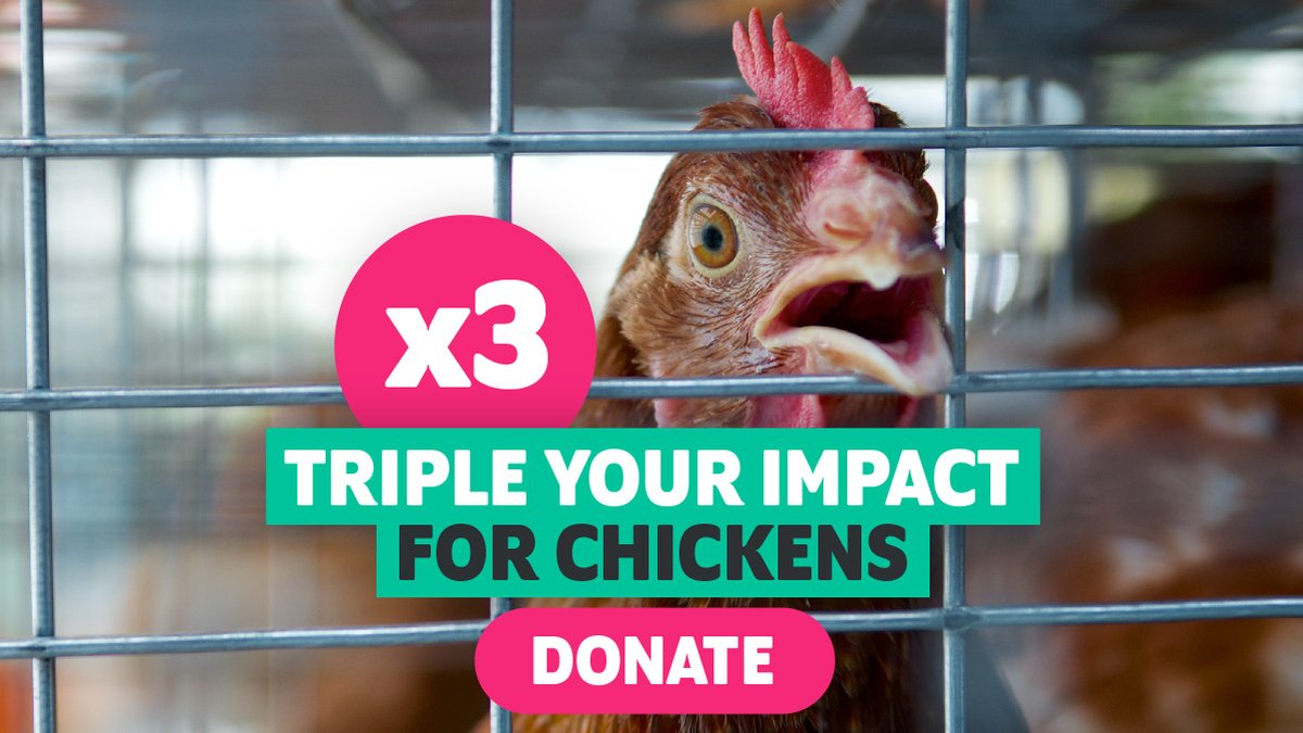 Now Veganuary’s #ChooseChickenFree week has come to a close, let’s consider how we can spare even more chickens from suffering. Act today and you will make a huge impact on the success of Veganuary 2025, sparing the lives of more chickens along the way! VEGANUARY.COM/DONATE