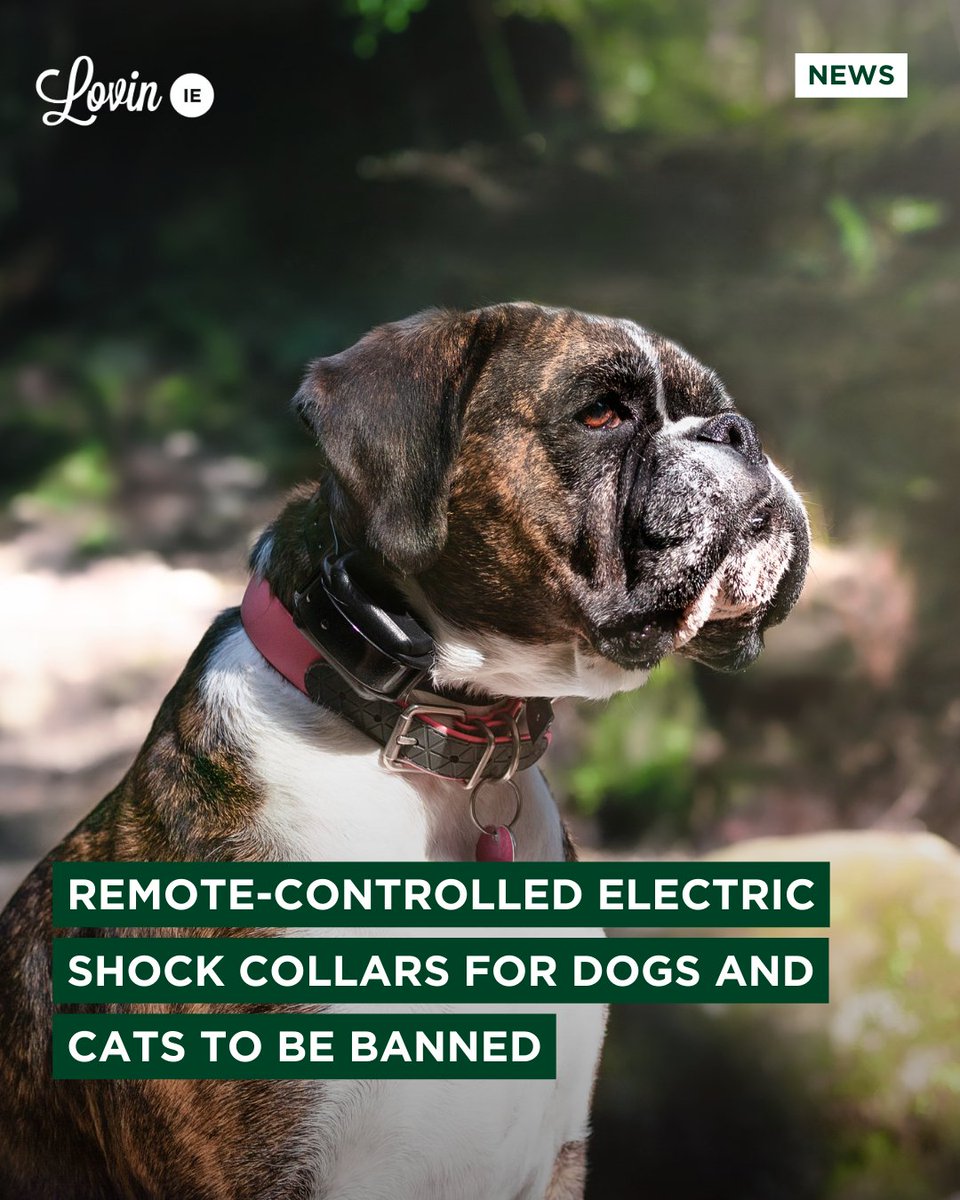 Following a public consultation ordered by the Minister for Agriculture, electric shock collars that are controlled using hand-held remote controls are to be banned in Ireland⁠ ⁠ These collars are often used to train, discipline, and control pets. ⁠ ⁠ The ban is to be…