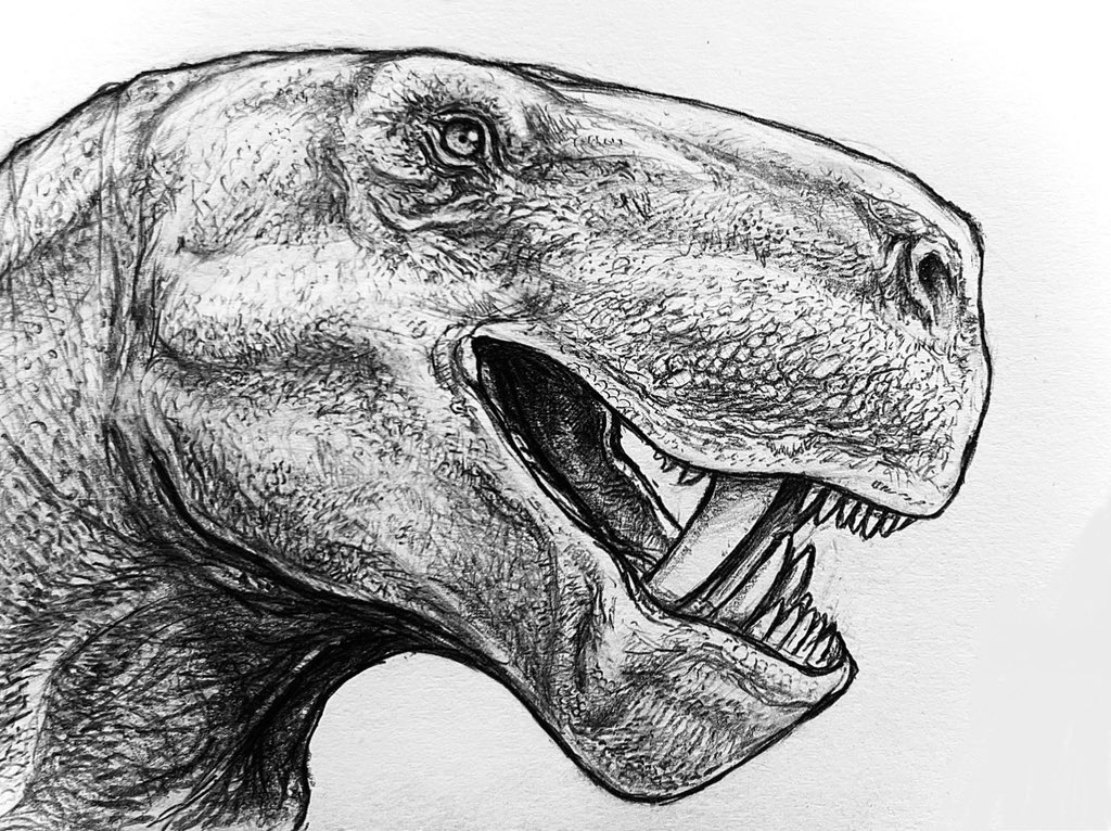 Smilesaurus ferox, a gorgonopsid from the Late Permian of South Africa