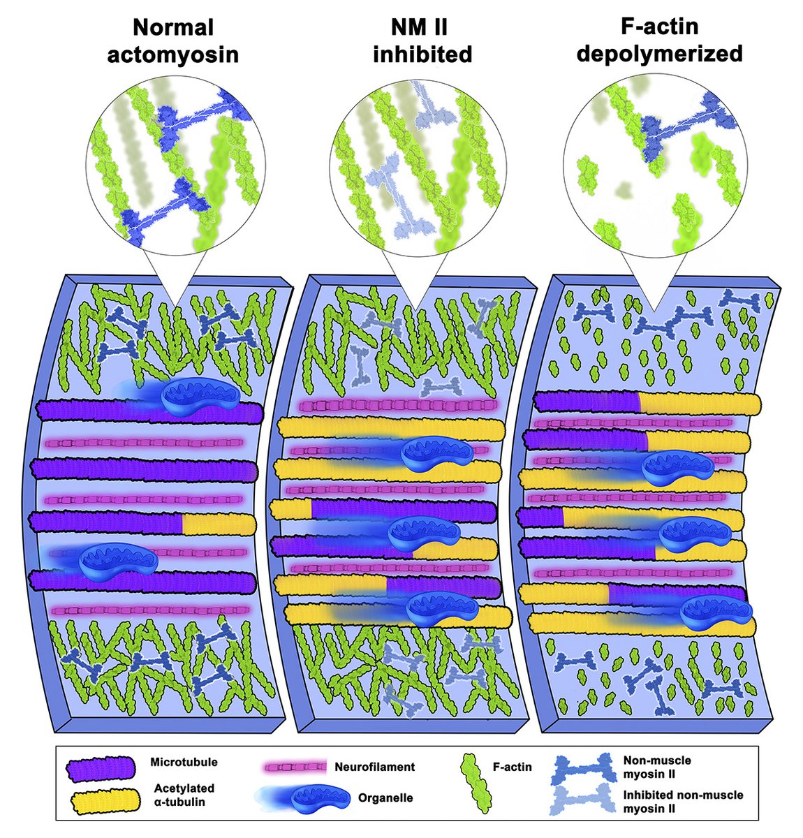 .<a href="/CisternaBA/">Bruno</a>, @chillinwithpfn1 <a href="/MCG_AUG/">MCG</a> et al discover that #microtubule number &amp; stability increase following prolonged depletion of profilin 1 or F-#actin due to loss of actomyosin contractility. It is reversible if actomyosin is restored. hubs.la/Q02wGZ5s0
#cytoskeleton