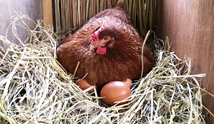 THE BEST LESSON FROM THE HEN: 1. It first lays enough eggs before sitting on them: GOOD PLANNING. 2. When it starts sitting on the eggs, it minimizes movement: DISCIPLINE. 3. It physically loses weight while sitting on its eggs due to decreased feeding: SACRIFICE and SELF…