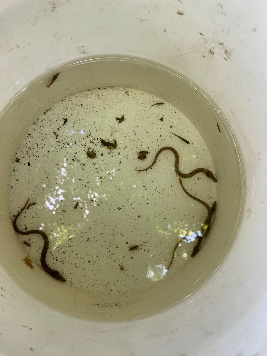 🚨Volunteers needed for our EEL MONITORING! Click the links to find out about our upcoming training sessions: - River Wey Weybridge 22nd May shorturl.at/bdnr6 - Thames Molesey Lock 22nd May shorturl.at/dguW4 - Medway Allington Lock 21st May shorturl.at/qtKZ4