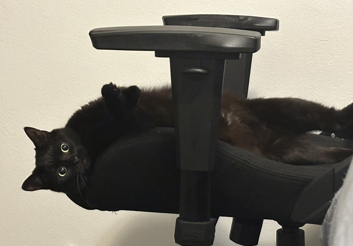 abby_sure_would's tweet photo. Returning from my 2 year Twitter hiatus to show off my cat https://t.co/MTrgxbNhnZ