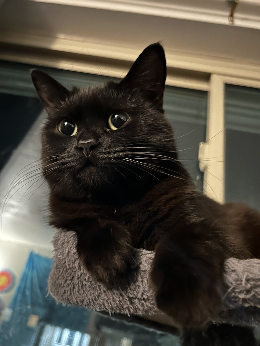 abby_sure_would's tweet photo. Returning from my 2 year Twitter hiatus to show off my cat https://t.co/MTrgxbNhnZ