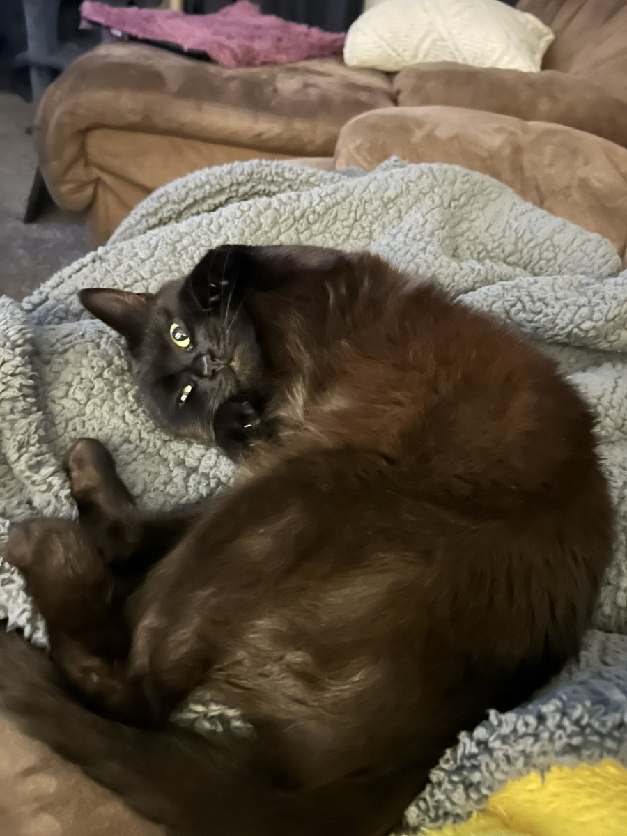 abby_sure_would's tweet photo. Returning from my 2 year Twitter hiatus to show off my cat https://t.co/MTrgxbNhnZ
