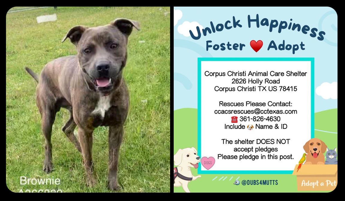 #AdoptDontShop 
✨ 🐶 Brownie 🥰
#CorpusChristi #Texas #A366832
A puppy ready to learn & love 🏡♥️ 
Brownie needs OUT by 5/13 🆘 
Can you foster? DM @RoCoGB 
Please pledge for rescue 🛟
#FostersSaveLives #dogsofx #endbsl #dogsoftwitter #rehomehour #k9hour