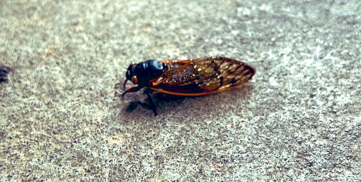 GM 

This lil dude is finding shelter from the 🌧️ 

Have a good day Goobs 🇺🇸

#AbolishTheATF