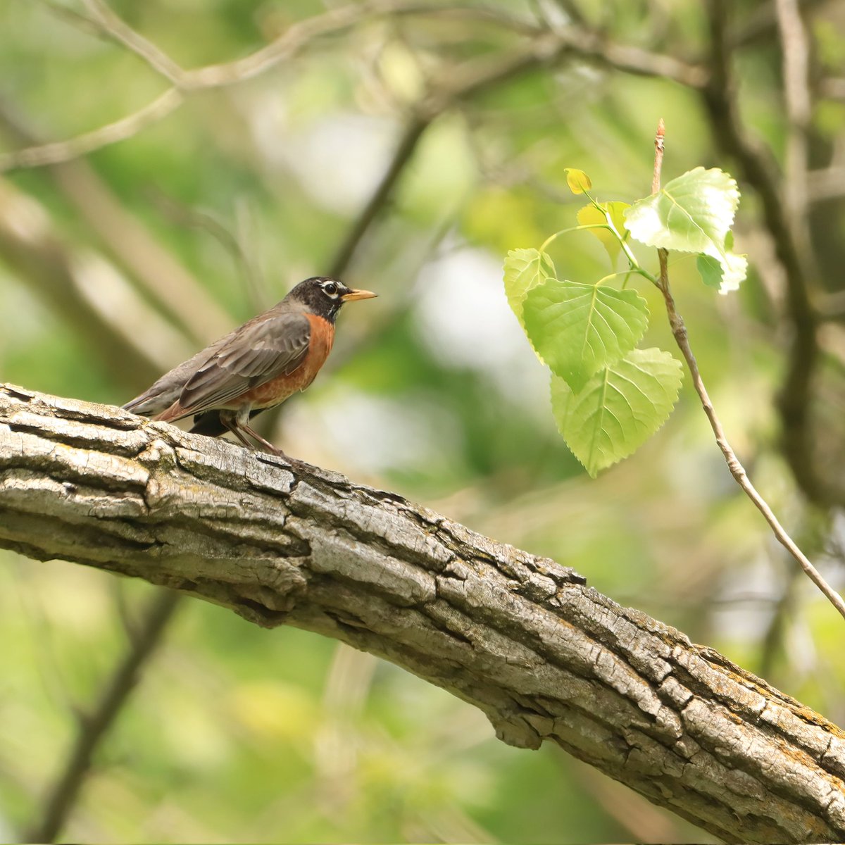 Nature's perfection!
#naturesperfection #perfection #nature #birdlife #ohiobirdworld #ohiobirdlovers #birdlovers #robins #birdwatching #robin #birdwatchers #birdwatchersdaily #birdwatcher #americanrobins #americanrobin