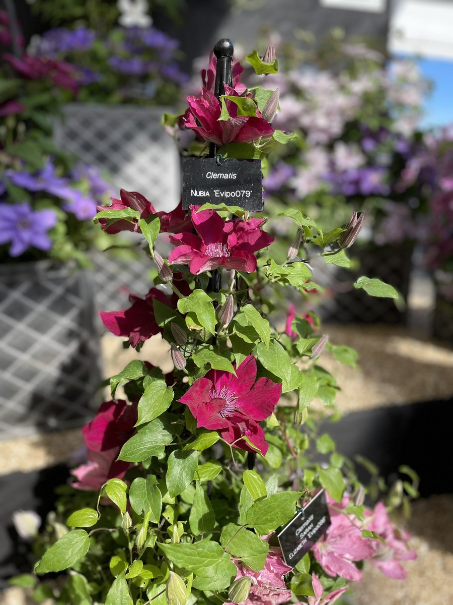 Clematis Nubia looking stunning in the sun at @MalvernShows #clematisthursday #FlowersOfTwitter