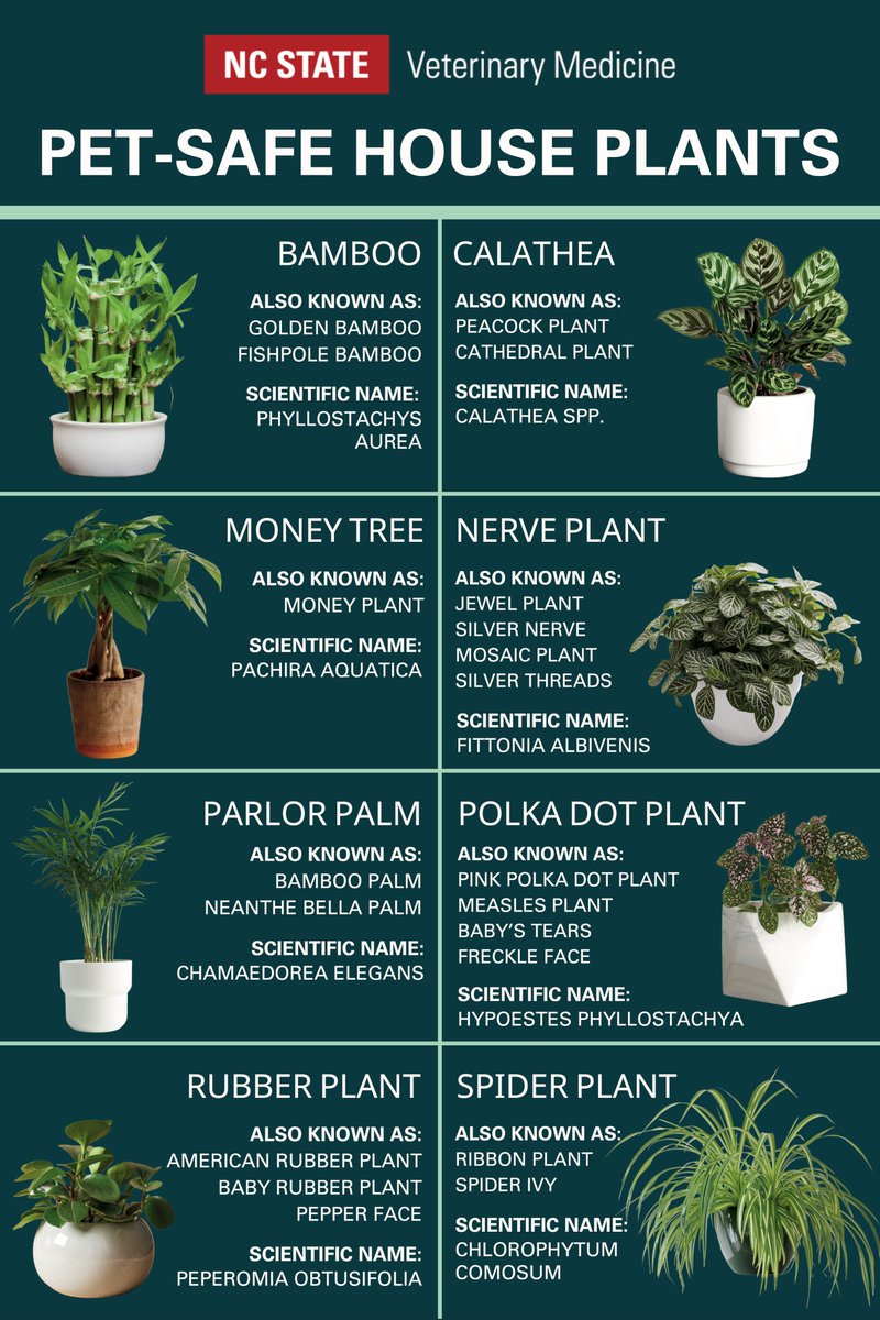 PRETTY (AND SAFE) PLANTS. Headed to the garden center to pick up a house plant or to the grocery store to grab a bouquet of flowers for Mom? Check out these popular nontoxic picks if you have plant-eating pets at home. Find additional resources here: go.ncsu.edu/mom-day